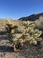 Cylindropuntia echinocarpa
