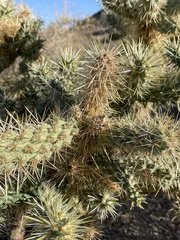 Cylindropuntia echinocarpa