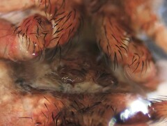 Hyptiotes flavidus