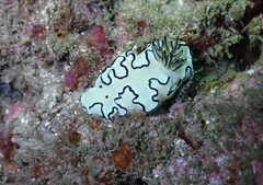 Doriprismatica atromarginata