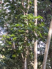Dendrocnide excelsa