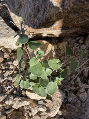 Mirabilis
