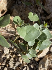 Mirabilis
