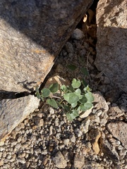 Mirabilis