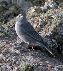 Geospizopsis unicolor