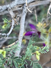 Dalea formosa
