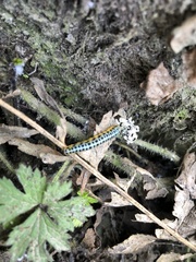 Macremphytus testaceus