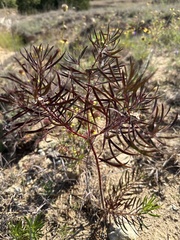 Stillingia texana
