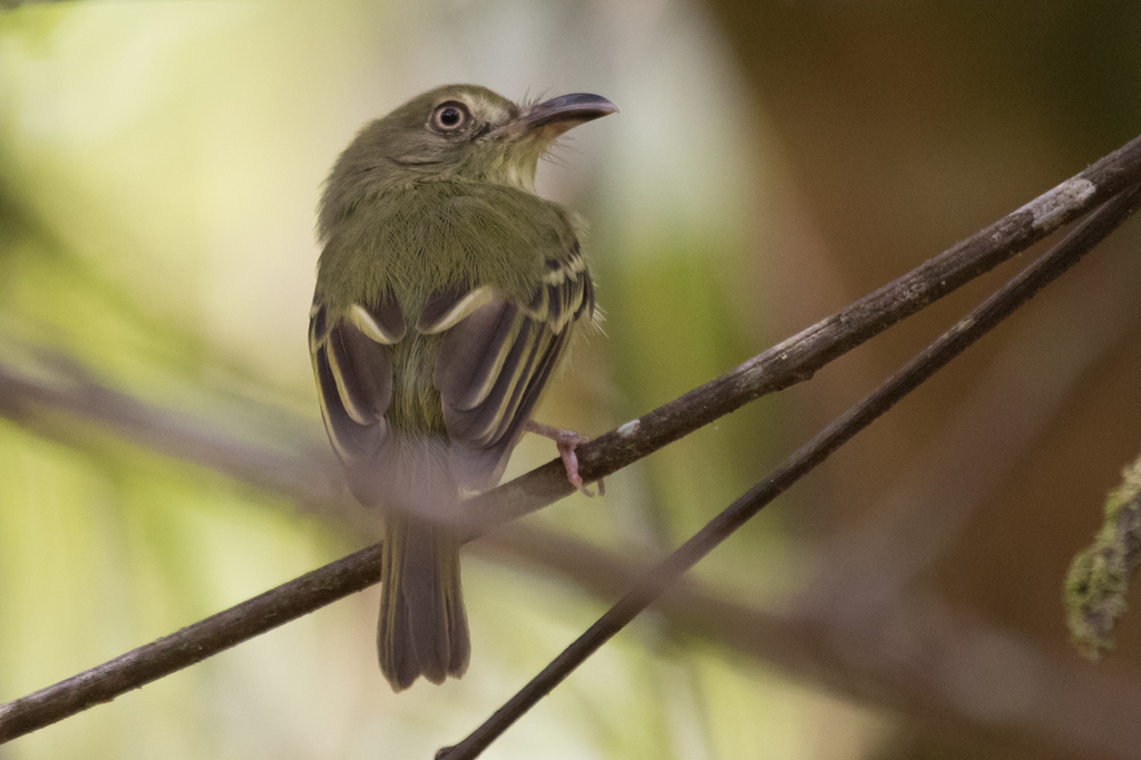 Mosquerito Piquicurvo Sureño, Oncostoma olivaceum