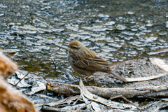 Cincloramphus mathewsi