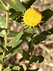 Grindelia nuda