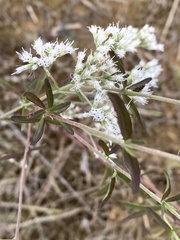 Eupatorium mohrii