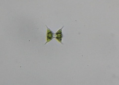Desmidiaceae
