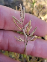 Eragrostis reptans