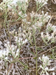 Eupatorium mohrii
