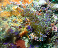 Pteraeolidia ianthina