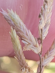 Eragrostis reptans
