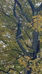 Dryobates pubescens