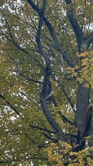 Dryobates pubescens