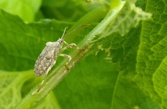Anasa