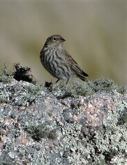 Geospizopsis unicolor