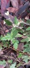 Xanthosia pilosa