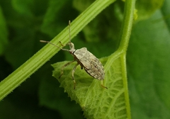 Anasa