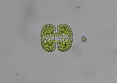 Cosmarium