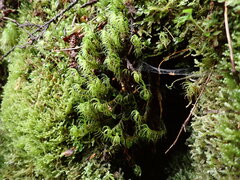 Dicranum fuscescens