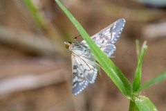 Mimorista subcostalis