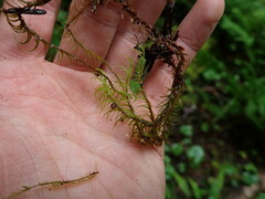 Dicranum fuscescens
