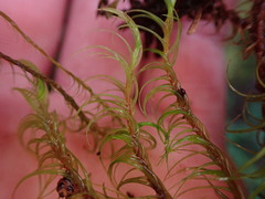 Dicranum fuscescens