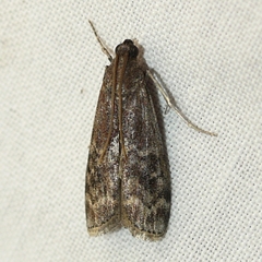 Euzophera semifuneralis