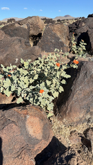 Sphaeralcea ambigua