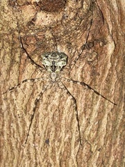 Tamopsis fickerti