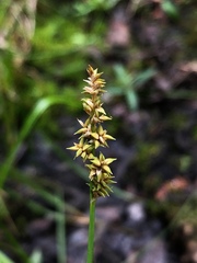 Carex arcta