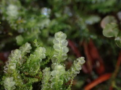 Calypogeia