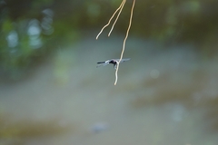 Pseudothemis zonata