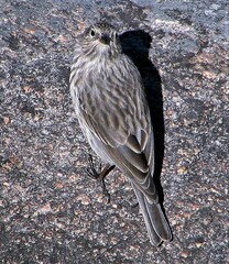 Geospizopsis unicolor