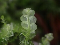 Calypogeia