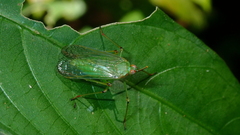Lappidina