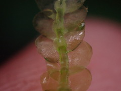 Calypogeia