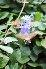 Macroglossum stellatarum