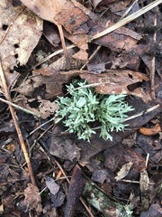 Ramalina americana