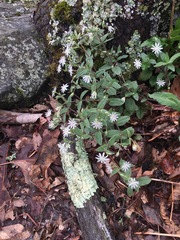 Stellaria pubera