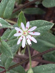 Stellaria pubera