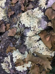 Flavoparmelia baltimorensis