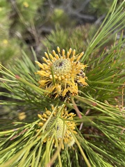 Isopogon anethifolius