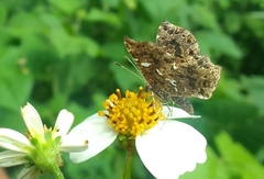 Calydna sturnula