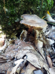 Armillaria sinapina